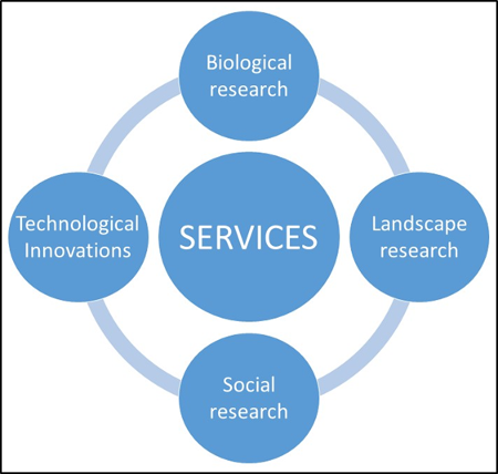 The concept of SERVICES